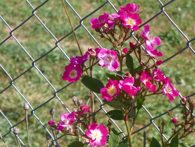 Mozart - Trandafiri 2017 3