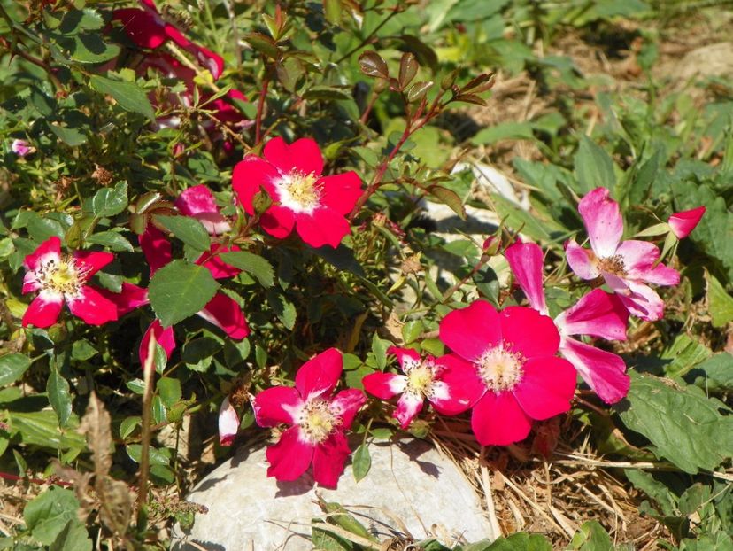 Candia Meillandecor - Trandafiri 2017 3