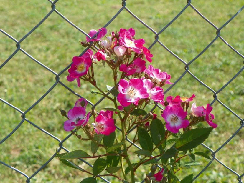 Mozart - Trandafiri 2017 3