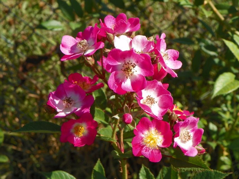 Mozart - Trandafiri 2017 3