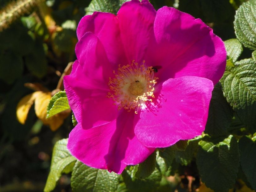 Rosa rugosa - Trandafiri 2017 3