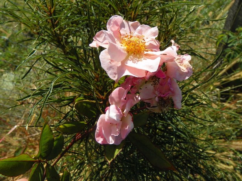 Clair Matin - Trandafiri 2017 3