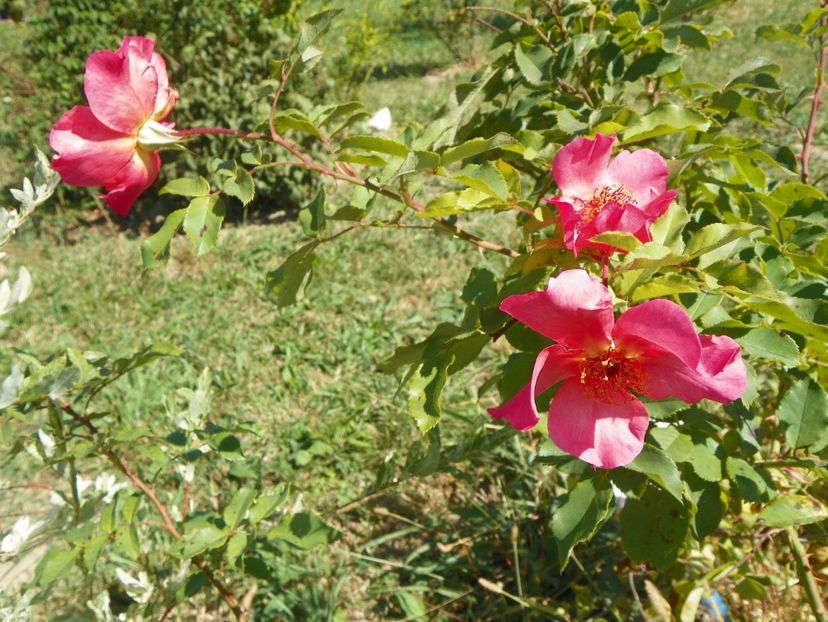 Morning Mist - Trandafiri 2017 3