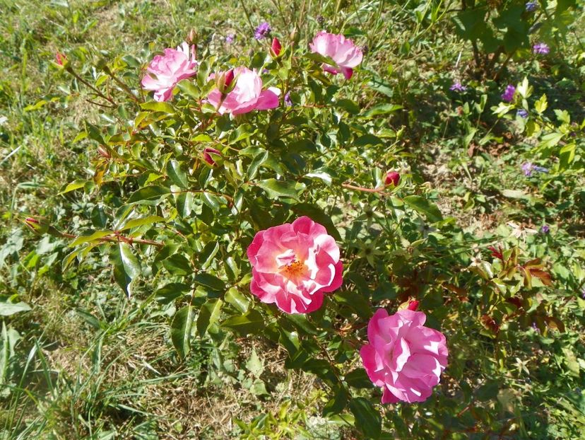 Maxi Vita - Trandafiri 2017 3