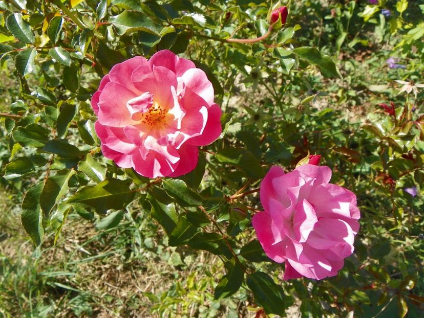 Maxi Vita - Trandafiri 2017 3