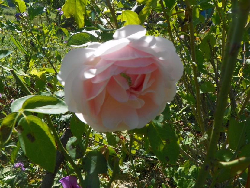 St. Swithun - Trandafiri 2017 3