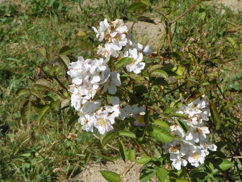 Abigail Adams - Trandafiri 2017 3