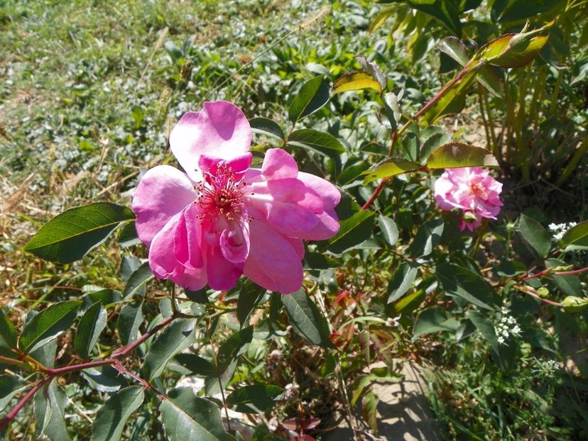 Marchenland - Trandafiri 2017 3