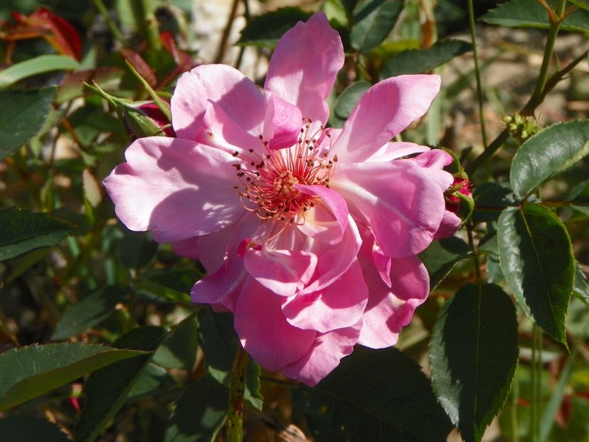 Marchenland - Trandafiri 2017 3