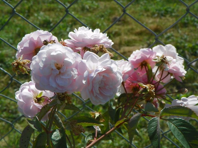 Rose Delacroix - Trandafiri 2017 3