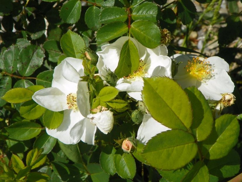 Omi Oswald - Trandafiri 2017 3