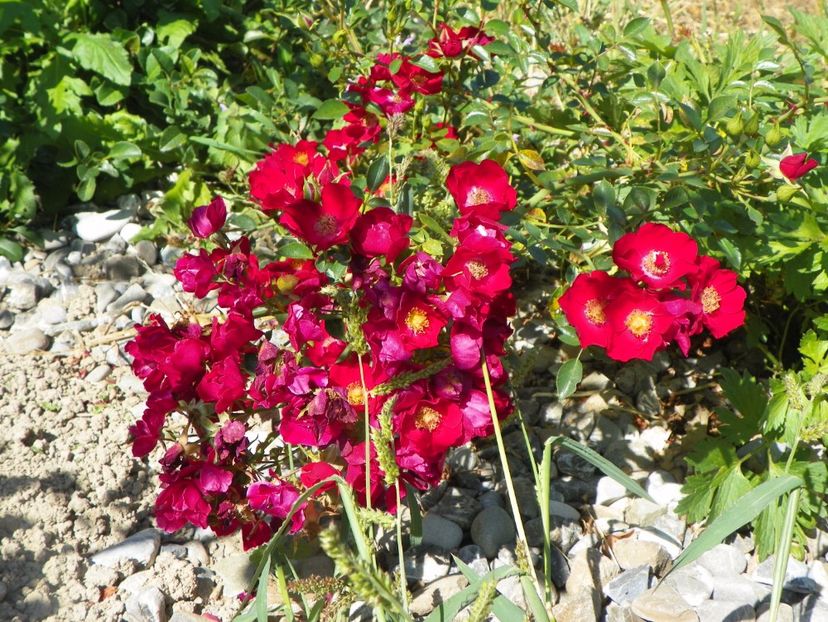 Bassino - Trandafiri 2017 3