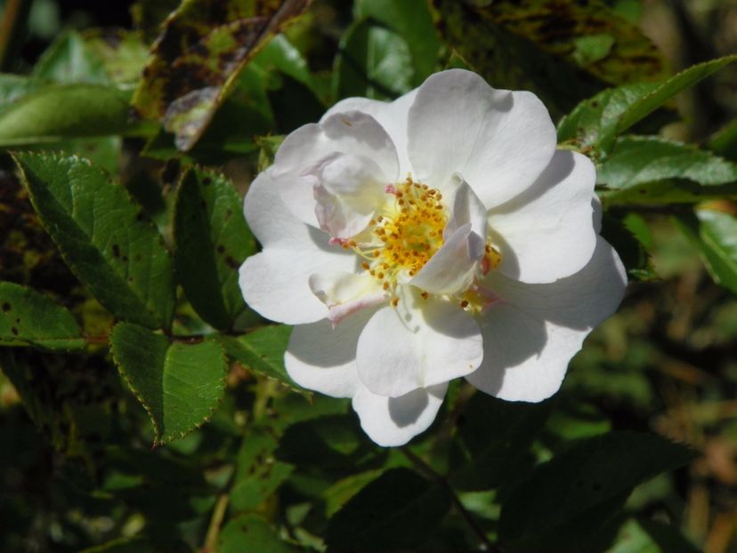 Marysa - Trandafiri 2017 3