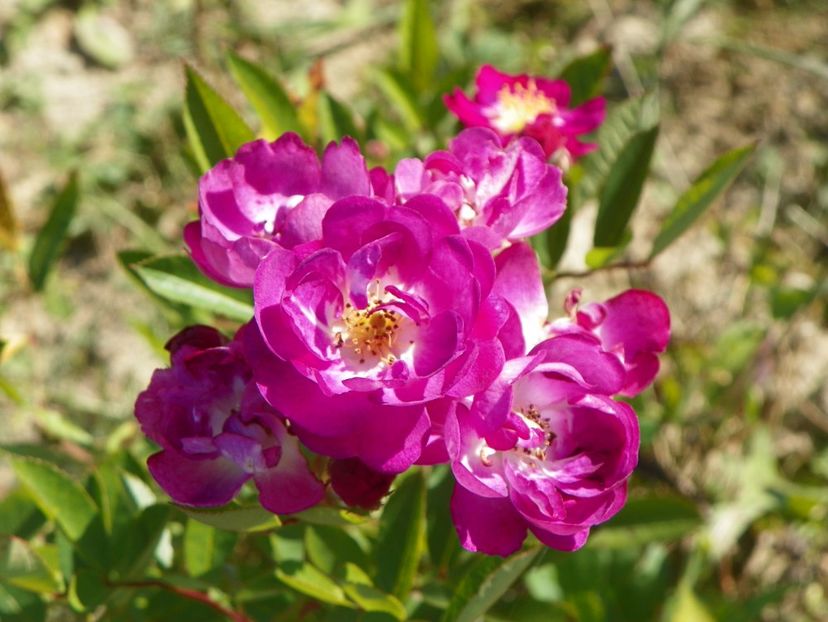 Lauren - Trandafiri 2017 3