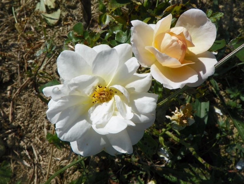 Crystal Palace - Trandafiri 2017 3