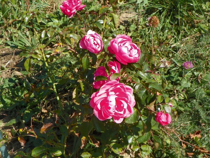 Bordure Magenta - Trandafiri 2017 3
