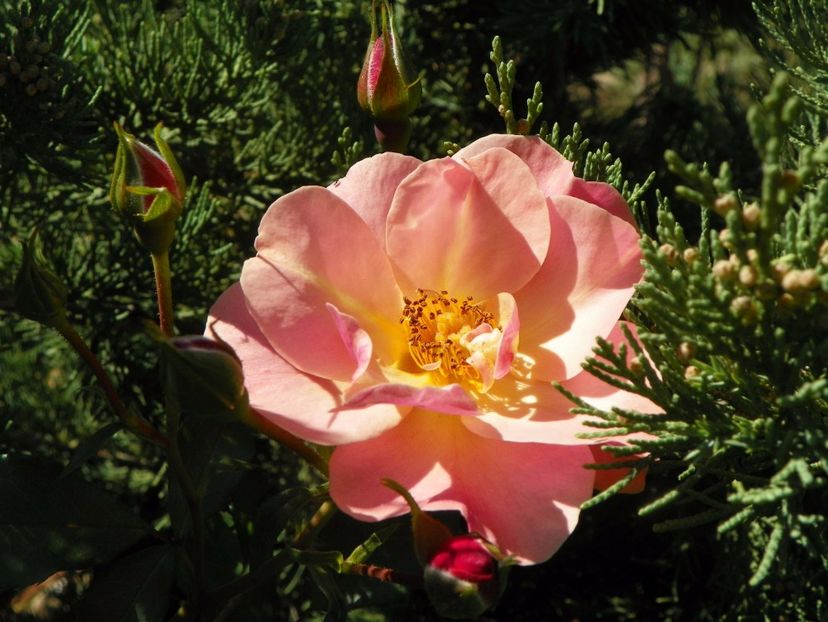 Jazz - Trandafiri 2017 3