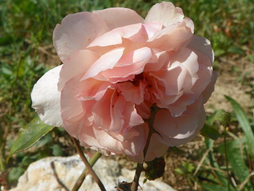 Versigny - Trandafiri 2017 3