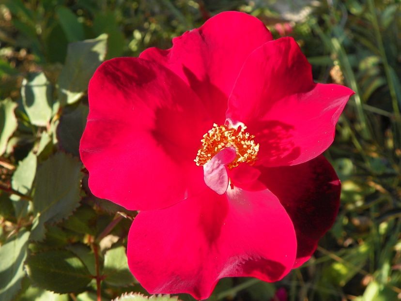 Zeelandia - Trandafiri 2017 3