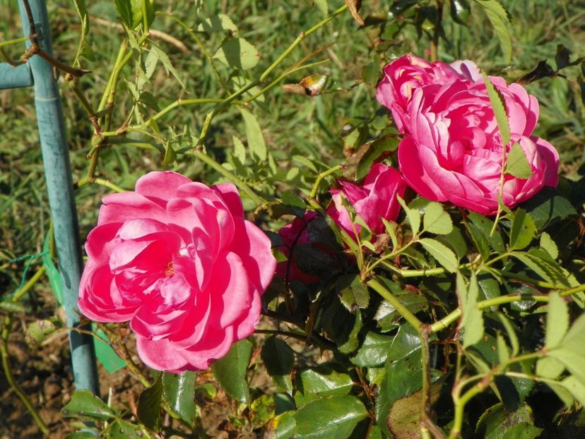 Bordure Magenta - Trandafiri 2017 3
