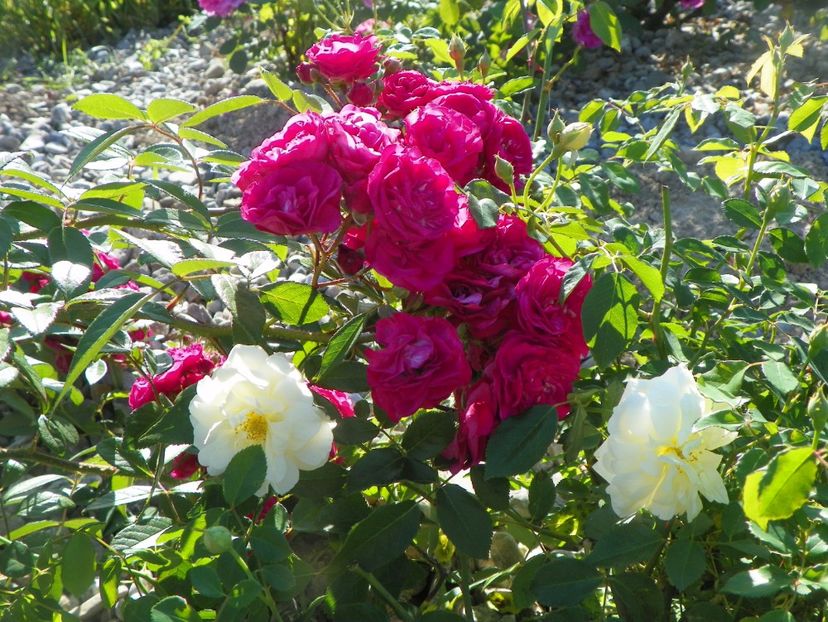 Dinky si Danae - Trandafiri 2017 3