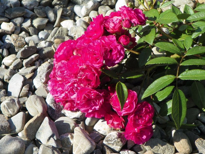 Dinky - Trandafiri 2017 3