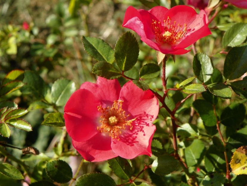 Douceur Normande - Trandafiri 2017 3