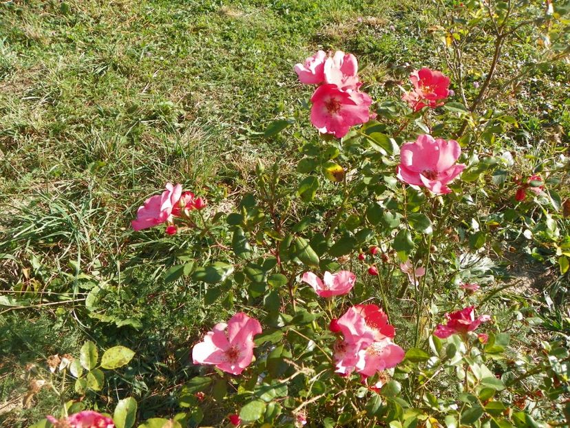 Douceur Normande - Trandafiri 2017 3