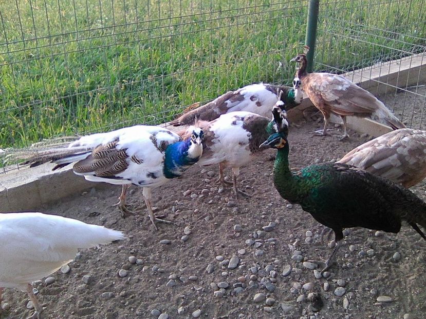 Photo0355 - Pui Pauni 2017