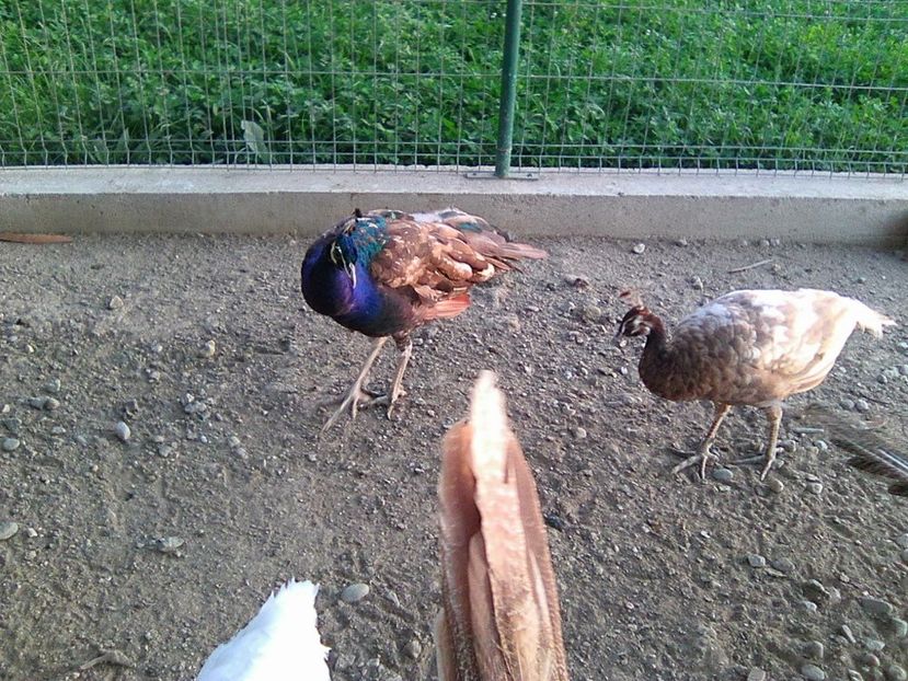 Photo0356 - Pui Pauni 2017