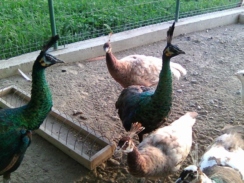 Photo0358 - Pui Pauni 2017