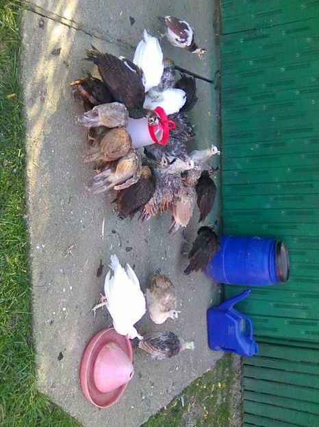 Photo0361 - Pui Pauni 2017