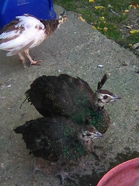 Photo0364 - Pui Pauni 2017