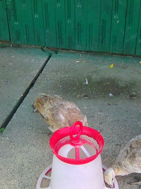 Photo0367 - Pui Pauni 2017