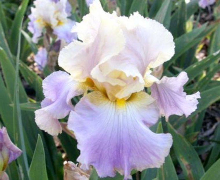Lullaby-of-Spring - Irisi