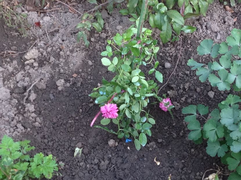 Starlet Melina - Noi achiziții pt proiect comanda nr 2