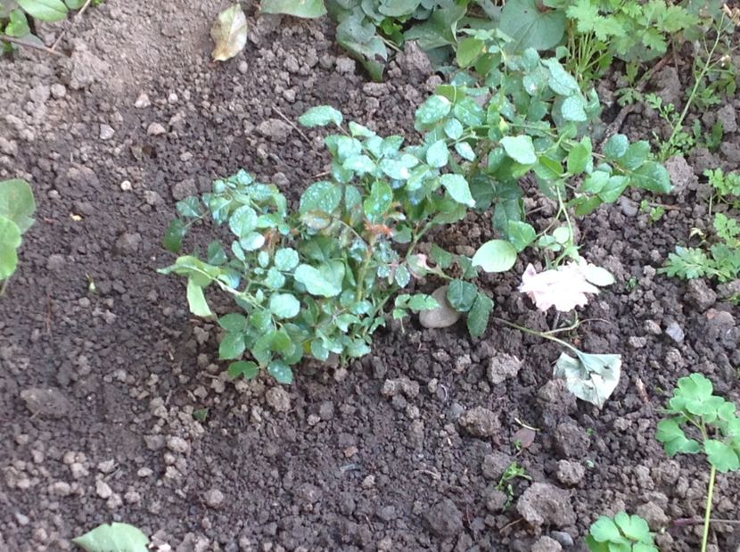 Rosé de Tlobiac - Noi achiziții pt proiect comanda nr 2