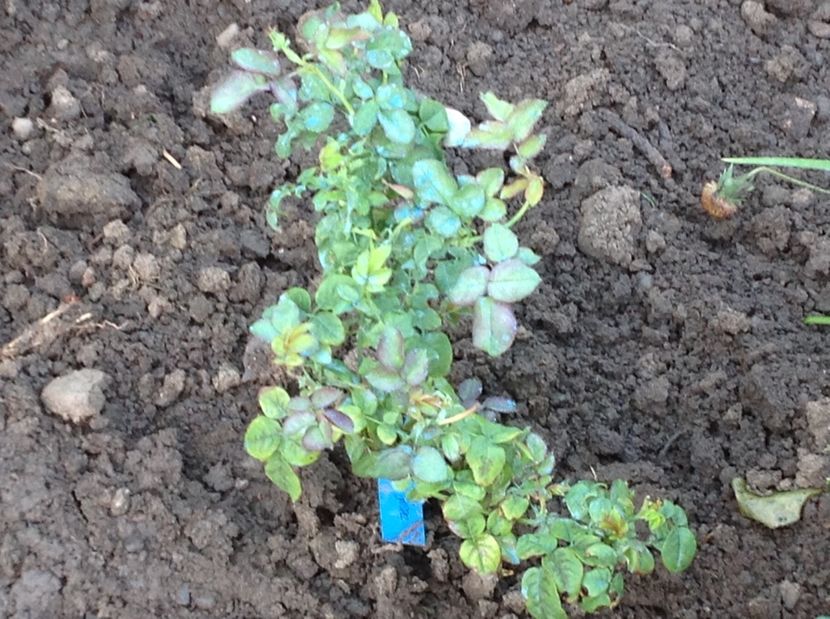 Chantal de Merieux - Noi achiziții pt proiect comanda nr 2