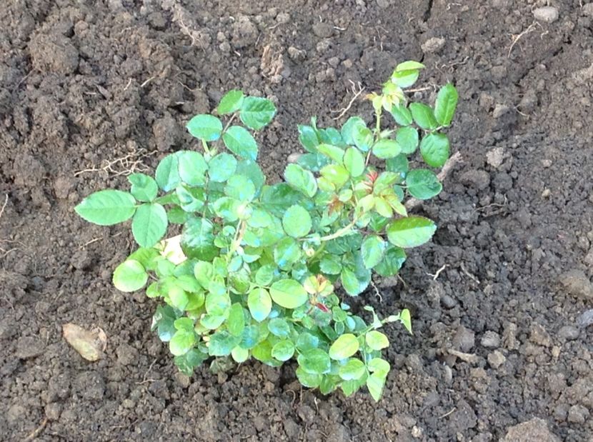 Gospel - Noi achiziții pt proiect comanda nr 2