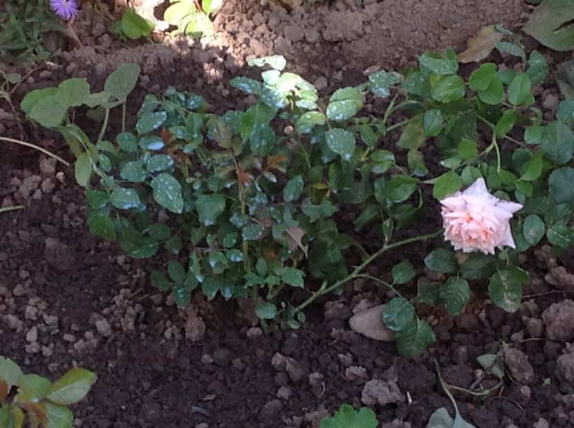 Rosé de Tolbiac - Noi achiziții pt proiect comanda nr 2