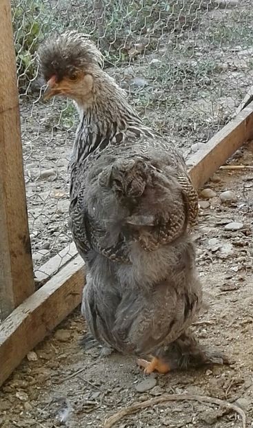  - Ultimile 2 serii din iulie