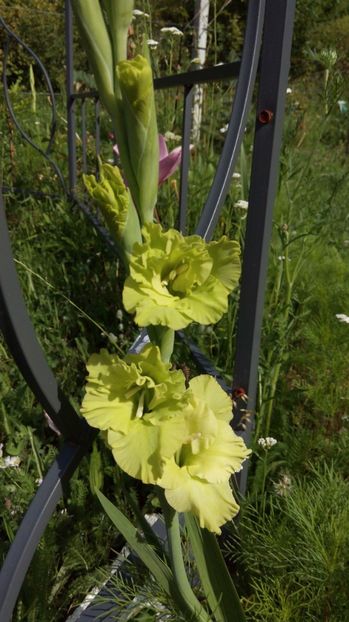  - Diverse floricele dragi sufletului meu