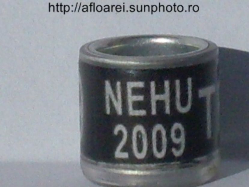 nehu 2009 tr - NEHU North East Homing Union