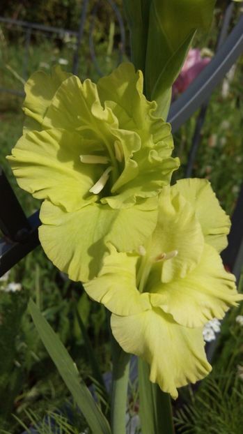  - Diverse floricele dragi sufletului meu