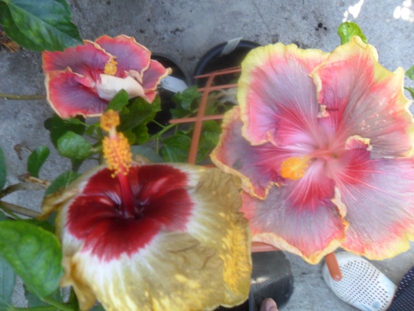  - hibiscusi 2017 7