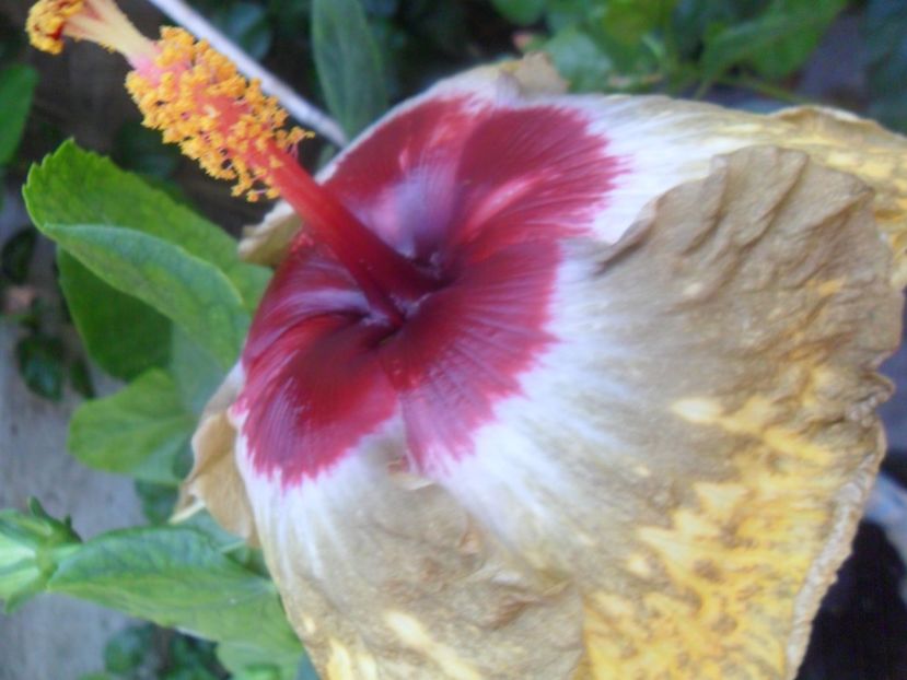  - hibiscusi 2017 7