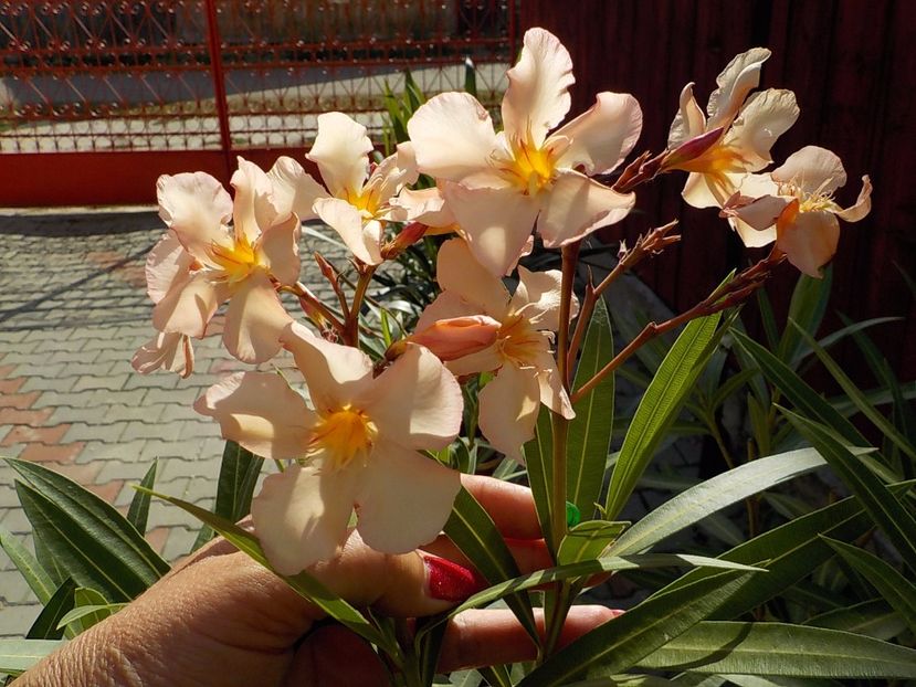 ultimele floricele. - angiolo pucci nr 28