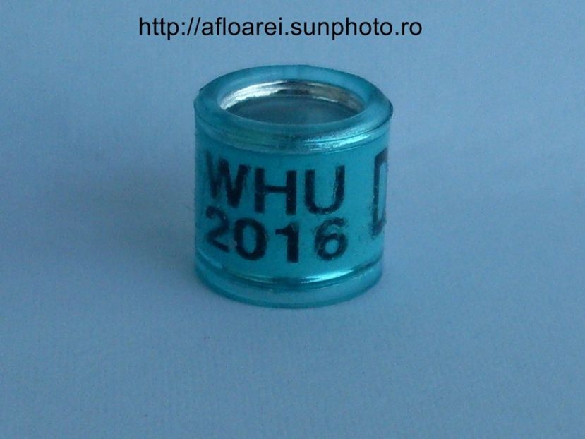 whu 2016 d - WHU Welsh Homing Union