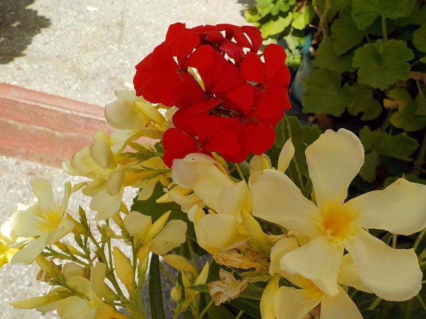 duet - maria gambeta nr 25