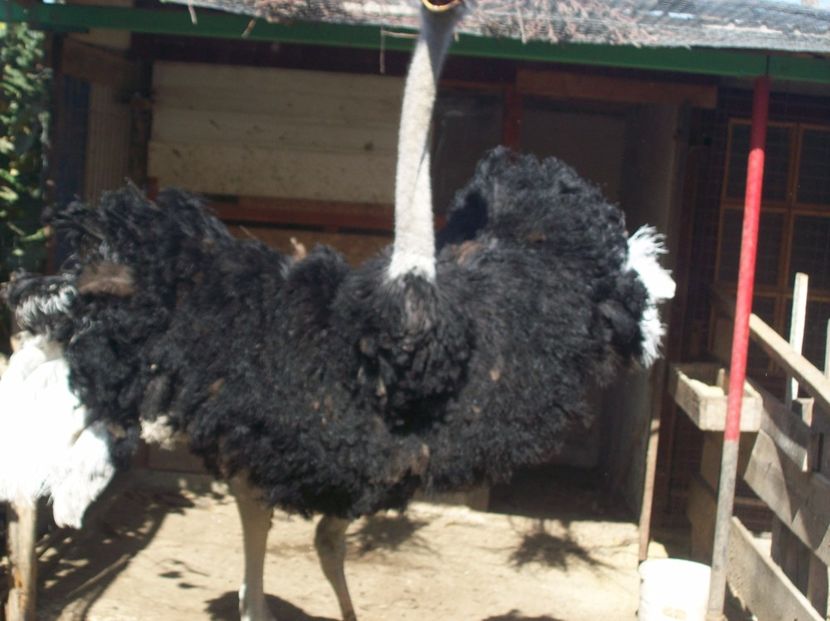 vand      mascul   strut   1,5   ani - Struti   pui    2016